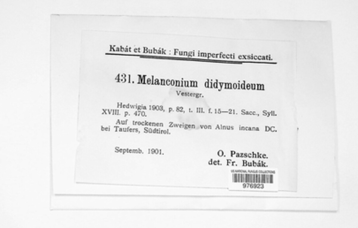 Melanconium image